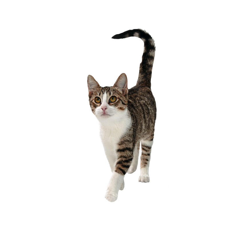 Gato-Adulto-sin-fondo-1