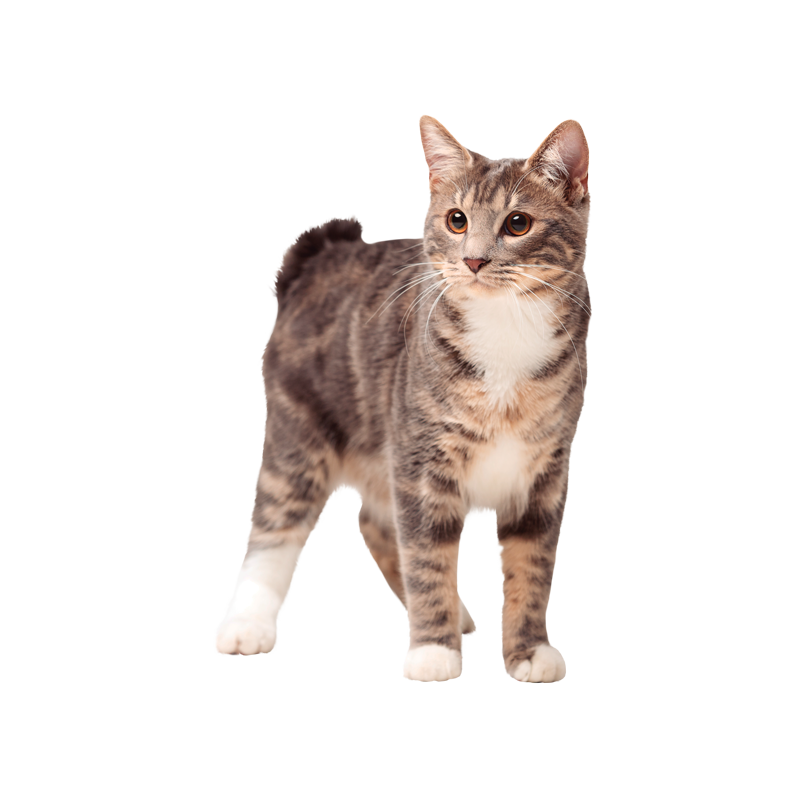 Gato-Senior-sin-fondo-1