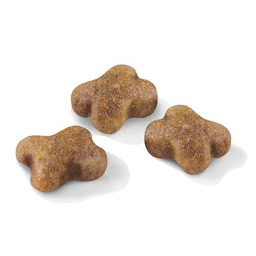 ar-l-croqueta-kitten-feline-health-nutrition-seco