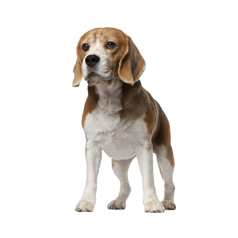 beagle-adulto-SENIOR-1